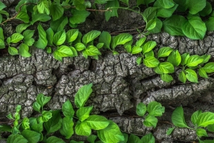 Plantas estresadas por la sequía pueden emitir chillidos