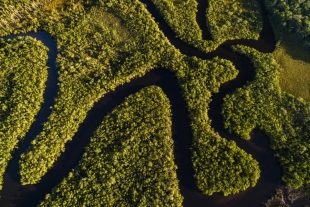 Crece el carbono emitido por selva amazónica