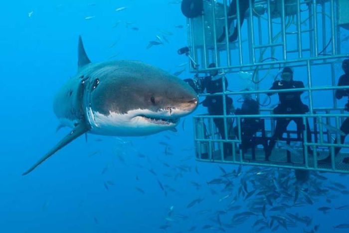 ¡No más excursiones! Prohíben a turistas interactuar con tiburones blancos de Isla Guadalupe