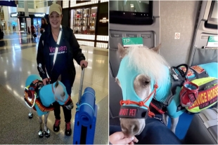 Paga doble asiento para viajar junto a su pony