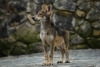 Nace un par de lobo gris mexicano en “El Ocotal”