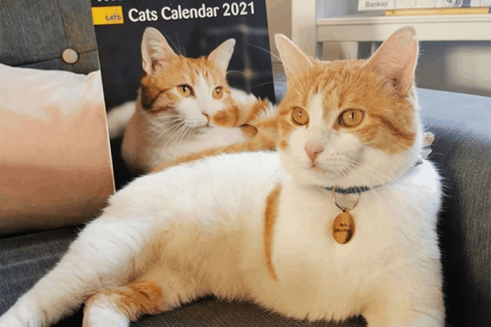 ¡Del abandono al estrellato! “Mylo”, el gato con tres patas en la portada de famoso calendario