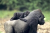 Descubren el porqué las madres primates cargan a sus bebés muertos