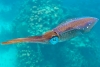 Los calamares pueden cambiar su código genético