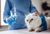 ¡Ya era hora! Encuentran vacuna contra la alergía a los gatos