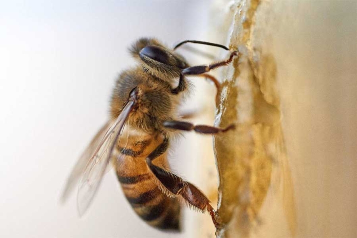 En California, las abejas podrán ser consideradas como “peces” para tener más protección