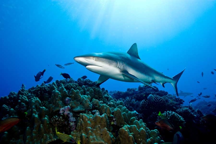 ¡En riesgo! Los arrecifes de coral pueden perder a sus tiburones y rayas