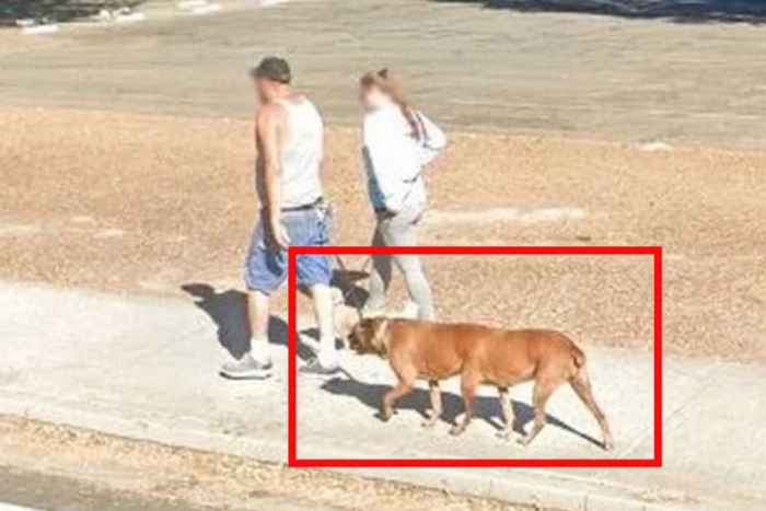 ¿Será real? Captan a perrito de “seis patas” en Google Maps