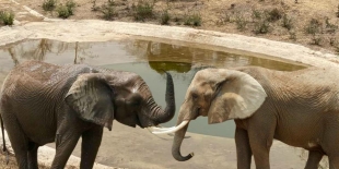 ¡Bienvenida, “Gipsy”! La elefante más triste de México tendrá compañía