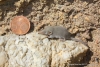 La musarañita es el mamífero más pequeño del mundo
