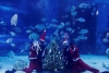Buzos disfrazados de Santa Claus ponen árbol de Navidad en tanque de tiburones