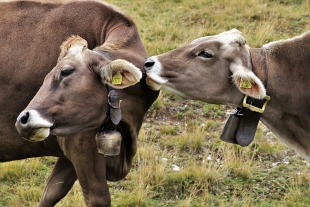 Estomagos de  las vacas podrían solucionar la contaminación por plástico