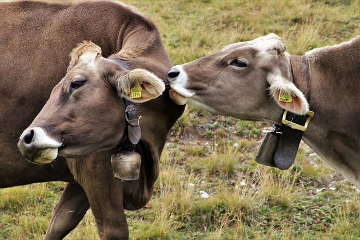 Estomagos de las vacas podrían solucionar la contaminación por plástico