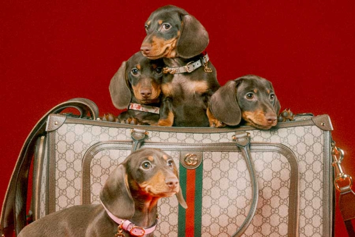 ¡Qué perrón! Gucci ha lanzado su primera línea para mascotas y estamos obsesionados