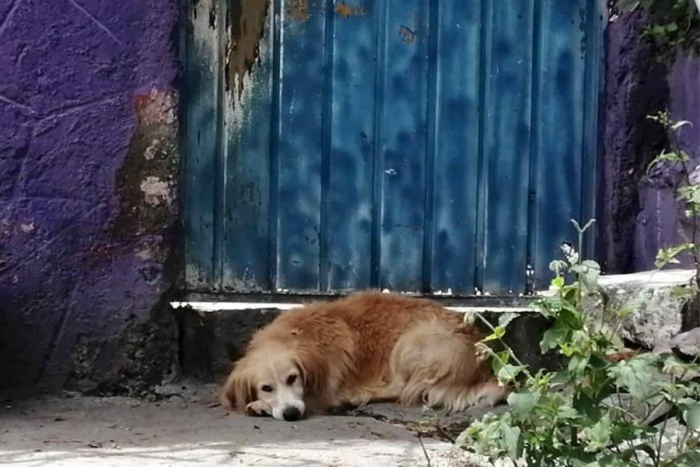 Rescatan más de 40 mascotas  en el Cerro del Chiquihuite