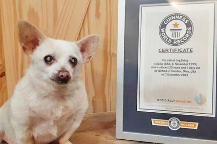 ¡Felicidades! Con 23 años, “Spike” es oficialmente el perrito más longevo del mundo