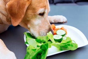 ¡Agrégalas a su dieta! conoce las verduras que puede comer tu mascota