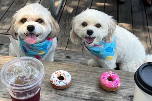 “Augie” y “Puffin”: perritos hermanos se reencuentran gracias a Instagram