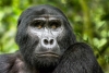 El turismo amenaza a los gorilas de montaña