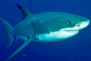 El tiburón blanco podría extinguirse en 100 años