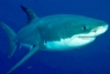 El tiburón blanco podría extinguirse en 100 años