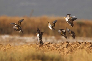 Otra del cambio climático; altas temperaturas aceleran la disminución de aves en áreas de cultivo