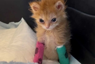 ¡Noooo! Confirman la muerte de “Tater Tot”, el gatito viral de las patitas enyesadas