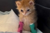 ¡Noooo! Confirman la muerte de “Tater Tot”, el gatito viral de las patitas enyesadas