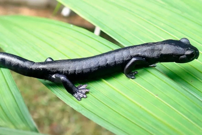 Salamandra negra, una nueva especie jamás vista