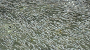 Peces mexicanos sorprenden a expertos por la manera de asustar a sus depredadores