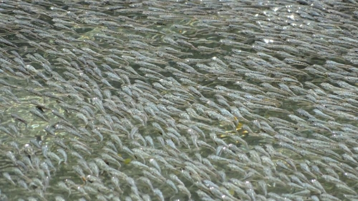 Peces mexicanos sorprenden a expertos por la manera de asustar a sus depredadores