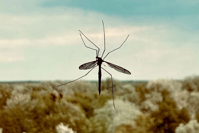 Intensifica el ISSSTE prevención y detección de dengue en temporada de lluvias