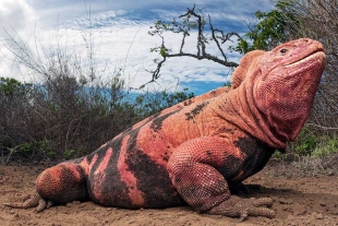 Por primera vez, observan crías de iguanas rosadas en las Islas Galápagos