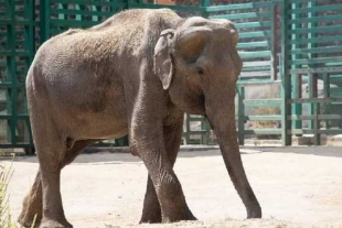 ¡Zacango esta de luto! Fallece Tammy, la elefante de 64 años rescatada de un circo