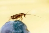 ¡La ciencia lo confirma! Insecticidas ya no le hacen ni “cosquillas” a las cucarachas