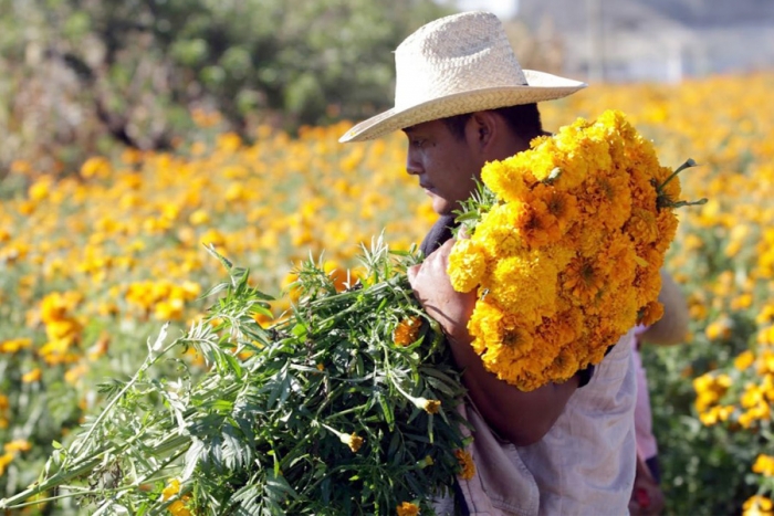 Piden diputados abrir panteones el Día de Muertos y apoyar a floricultores