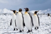 ¡Alerta! El pingüino emperador está en peligro de extinción