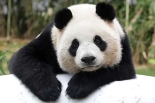 El dúo blanco y negro se convirtió en los primeros pandas que China envía a Washington durante los últimos 24 años
