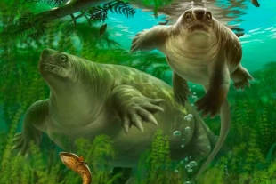 Gandi, el antepasado de los mamíferos que nadaba como los hipopótamos