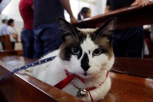 San Antonio se habría encontrado con un jabalí cerca de su ermita y llegó acompañado de sus crías