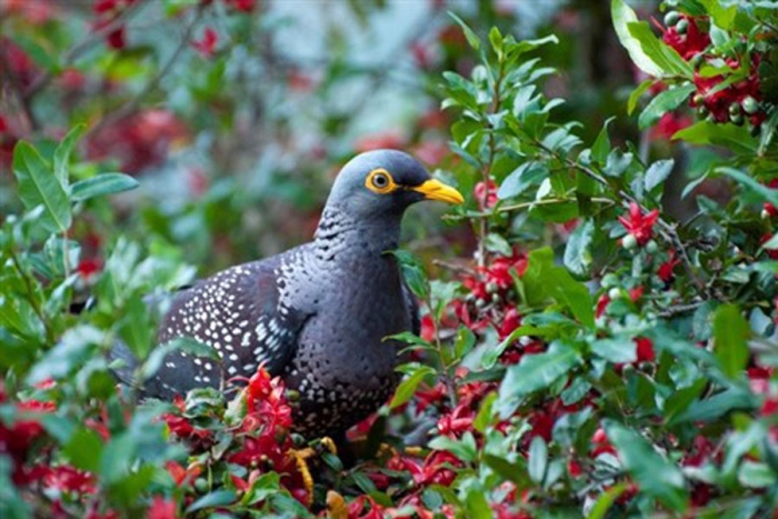 Los pájaros prefieren vivir con los ricos