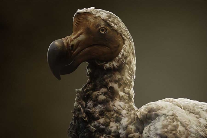 Genetistas quieren “des-extinguir” al dodo y presentan interesante plan