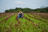 Renovarán sistemas agrícolas de México