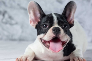 ¡Un nuevo rey! Bulldog francés desplaza al labrador como el perro más popular de estados unidos