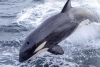 ¡Ya se enojaron! Reportan que grupos de orcas están atacando barcos europeos