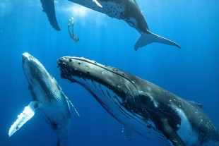 El canto es la única forma que poseen las ballenas barbadas para encontrarse