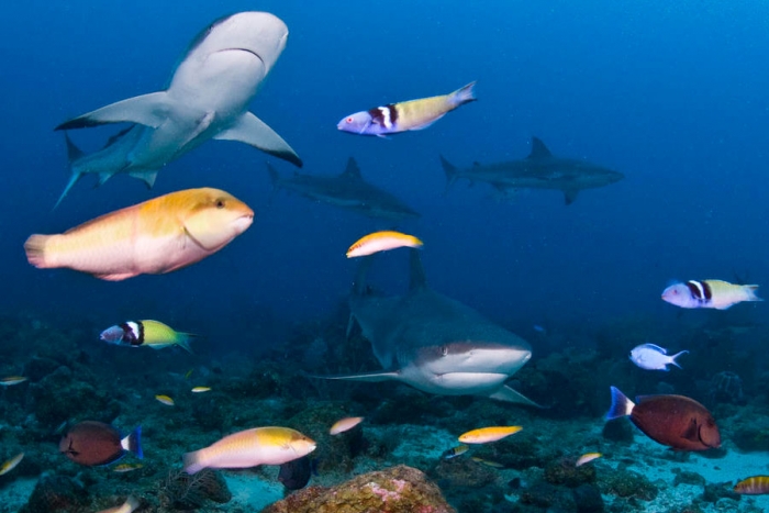 Los tiburones se orientan utilizando el campo magnético de la Tierra