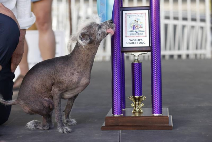 ¡Sigue el legado! Un crestado chino vuelve a ganar concurso del perro más feo del mundo