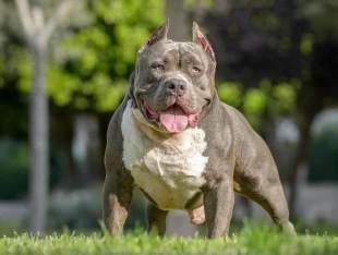 Casos de ataques orillan al Reino Unido a prohibir la raza canina American Bully XL