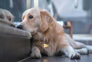 Lo dice la ciencia: los perritos sienten dolor cuando otro canino muere
